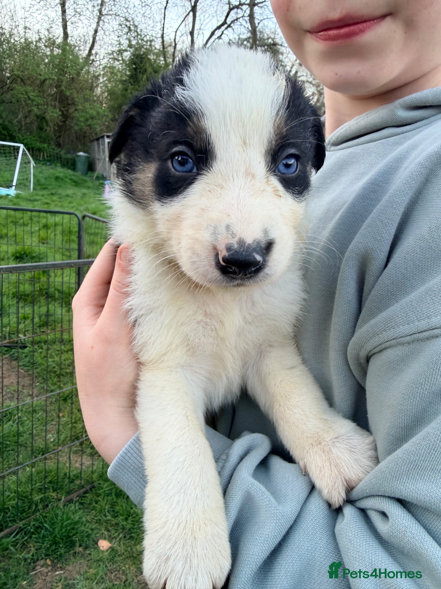 Border Collie dogs Gorgeous litter of Border Collie Puppies  - Advert 1