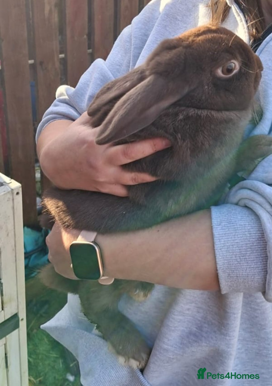 Mixed Breed rabbits for sale: Female Bunny 1.6 years old - Advert 3