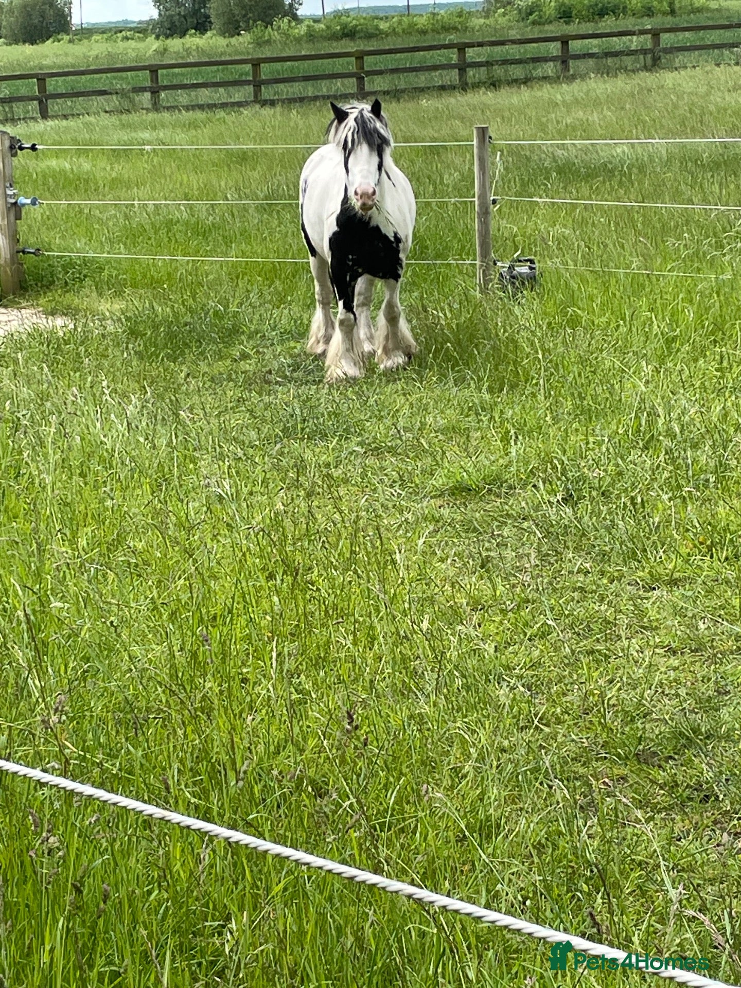 Irish Cob horses 🌟 7yo Traditional Piebald Cob Gelding – 12hh 🌟 - Advert 1