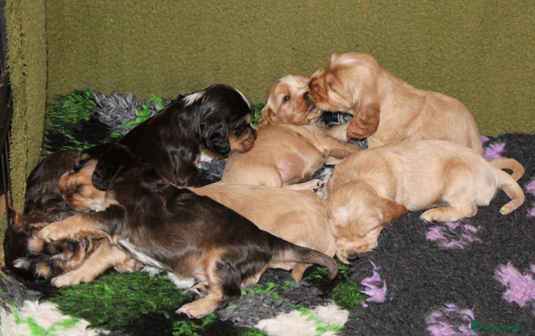 Cocker Spaniel dogs for sale: KC registered Cocker Spaniel puppies - Image 14