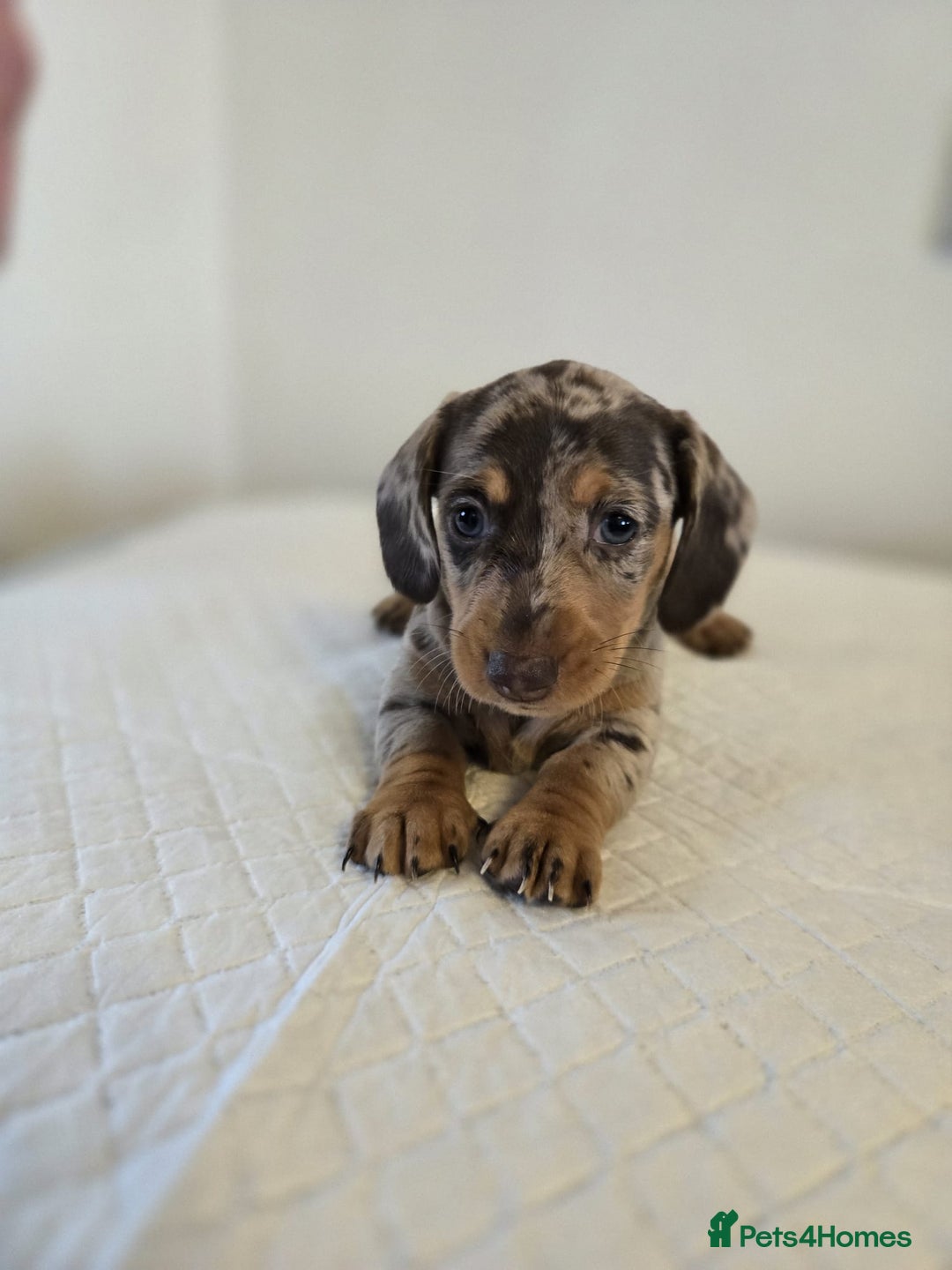Dachshund dogs for sale: Beautiful dachshund babies  - Image 11
