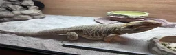 Bearded Dragon reptiles for sale: Bearded dragon & set up in Bacup - Advert 2