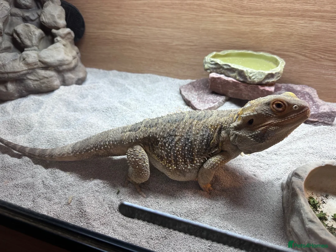 Bearded Dragon reptiles for sale: Bearded dragon & set up in Bacup - Advert 2