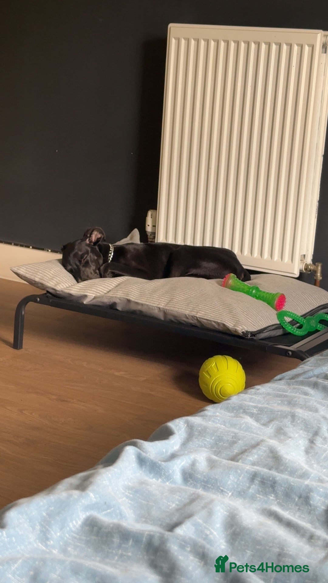 Mixed Breed dogs for sale: Reggie  - Image 4
