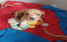 Cocker Spaniel dogs for sale: Kc reg cocker spaniels ready 17th Aug - Image 10