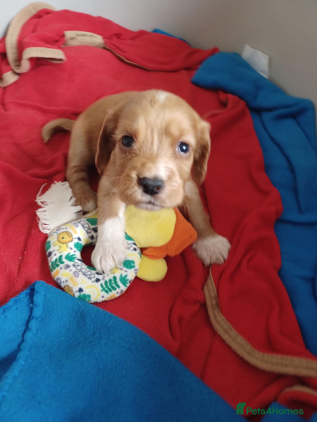 Cocker Spaniel dogs for sale: Kc reg cocker spaniels ready 17th Aug - Image 10