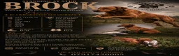 Labrador Retriever dogs for stud: PROVEN STUD Brock - Advert 2