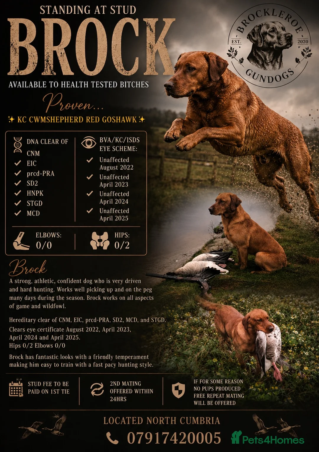 Labrador Retriever dogs for stud: PROVEN STUD Brock - Advert 2