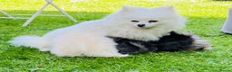 Pomeranian dogs for sale: Lovely Pomeranian puppies  - Advert 10
