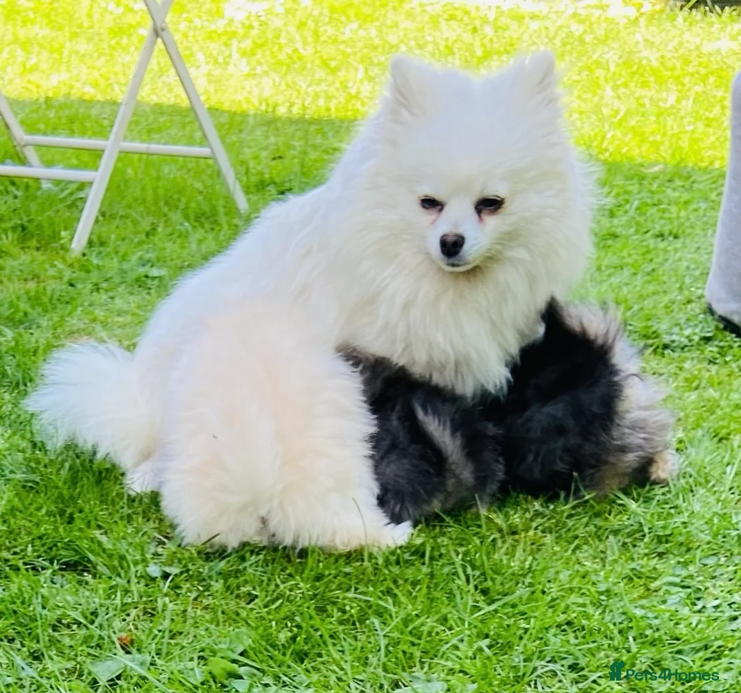 Pomeranian dogs for sale: Lovely Pomeranian puppies  - Advert 12