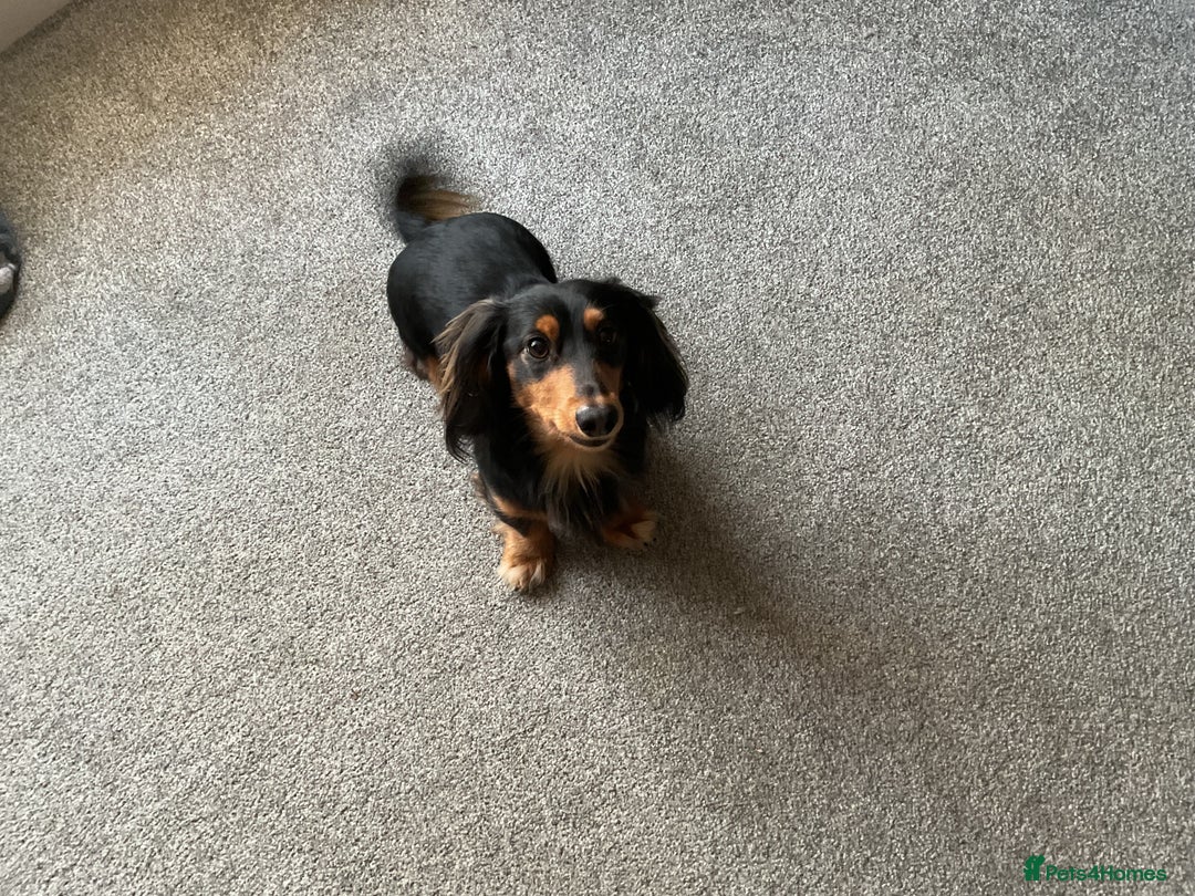 Dachshund dogs for stud: Long haired miniature dachshund for stud - Advert 4