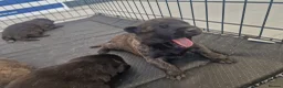 Belgian Shepherd Dog dogs for sale: Dutch Shepherd Puppies - Advert 6