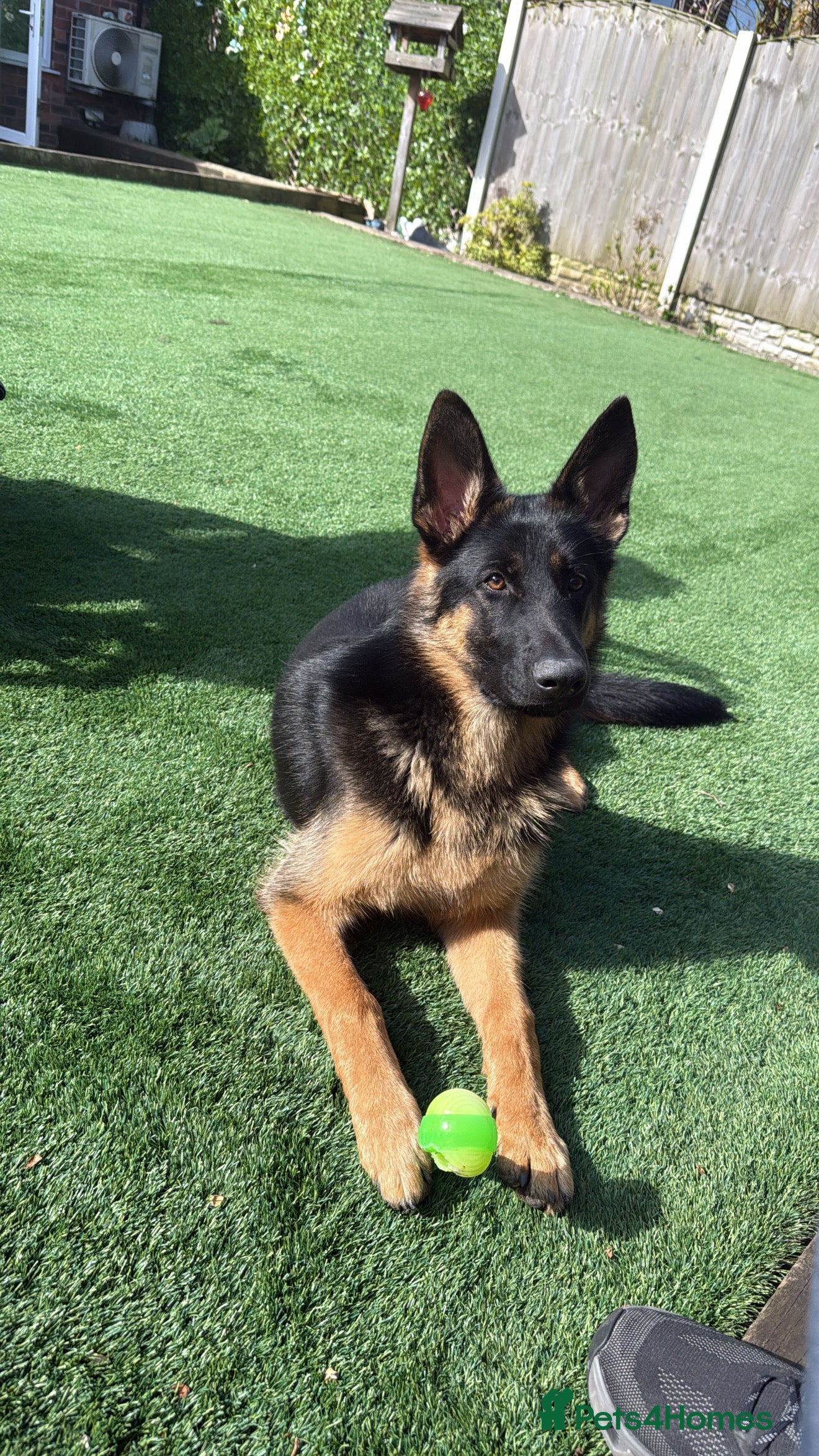 German Shepherd dogs German shepherd (Bear) - Advert 16