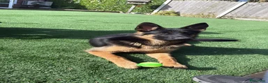 German Shepherd 1