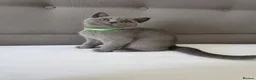 British Shorthair cats for sale: Beautiful British Shorthair Kittens for LovingHome - Advert 14