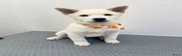 Mixed Breed dogs for sale: Rolo- Chowski pup  - Advert 5