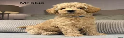 Maltipoo dogs for sale: GORGEOUS MALTIPOOS. BOYS ONLY - Advert 31