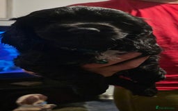 Sprocker dogs for sale: Sprocker  - Image 11