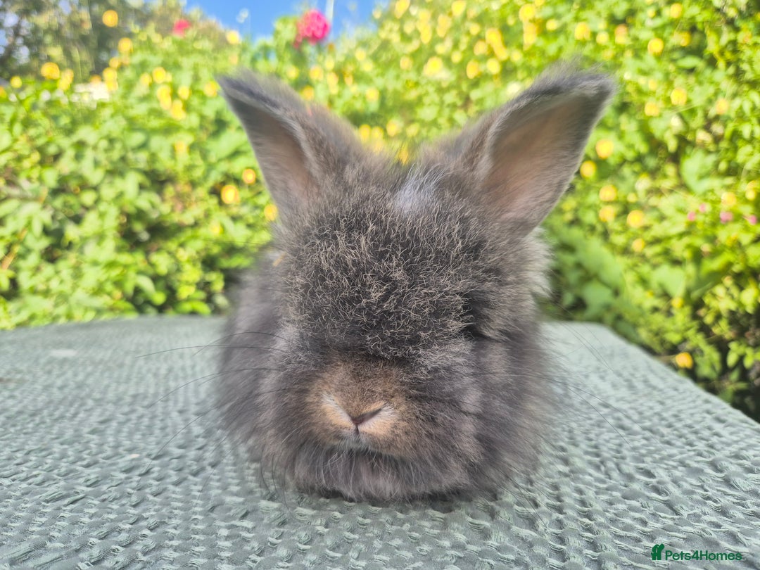 Angora rabbits for sale: 🧡Beautiful angora🐰- parents imported from 🇫🇷 - Image 6