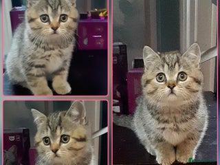 British Shorthair cats British kittens - Advert 4