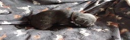 Labrador Retriever dogs for sale: Litter just be born - Advert 10