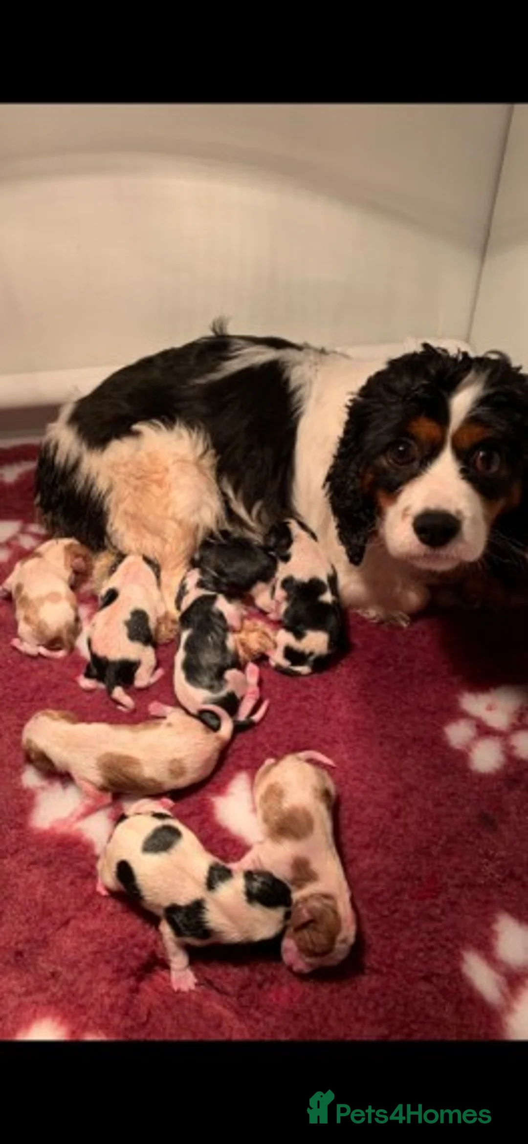 Cavalier King Charles Spaniel dogs for stud: Extensively Health Tested Cavalier King Charles Sp in Mansfield - Advert 17