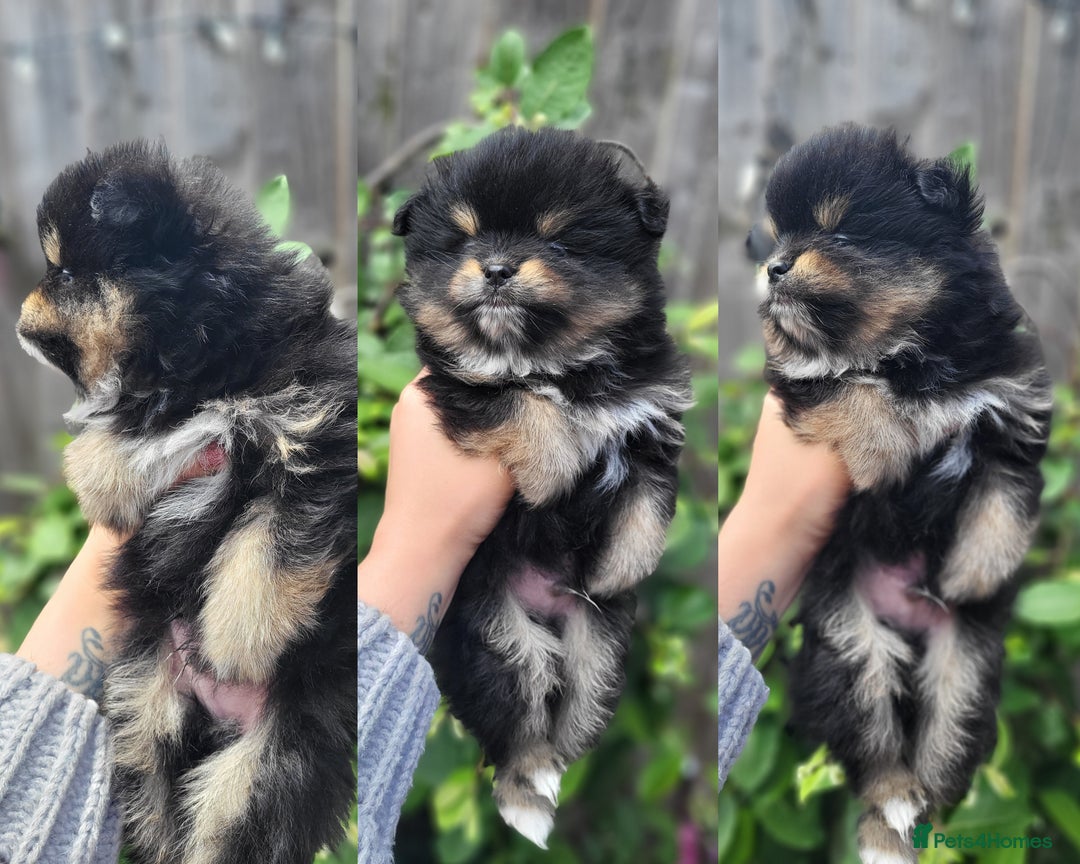 Pomeranian dogs for stud: Kc Pomeranian For Stud Duties - Advert 21