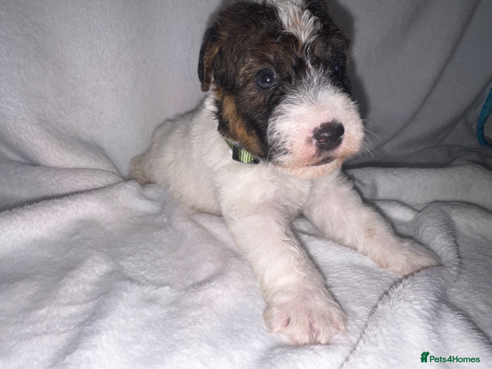 Parson Russell dogs 1 LEFT Beautiful parson terrier puppies  - Advert 1