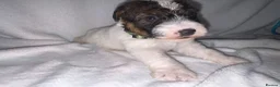 Parson Russell dogs for sale: Beautiful parson terrier puppies  - Advert 8