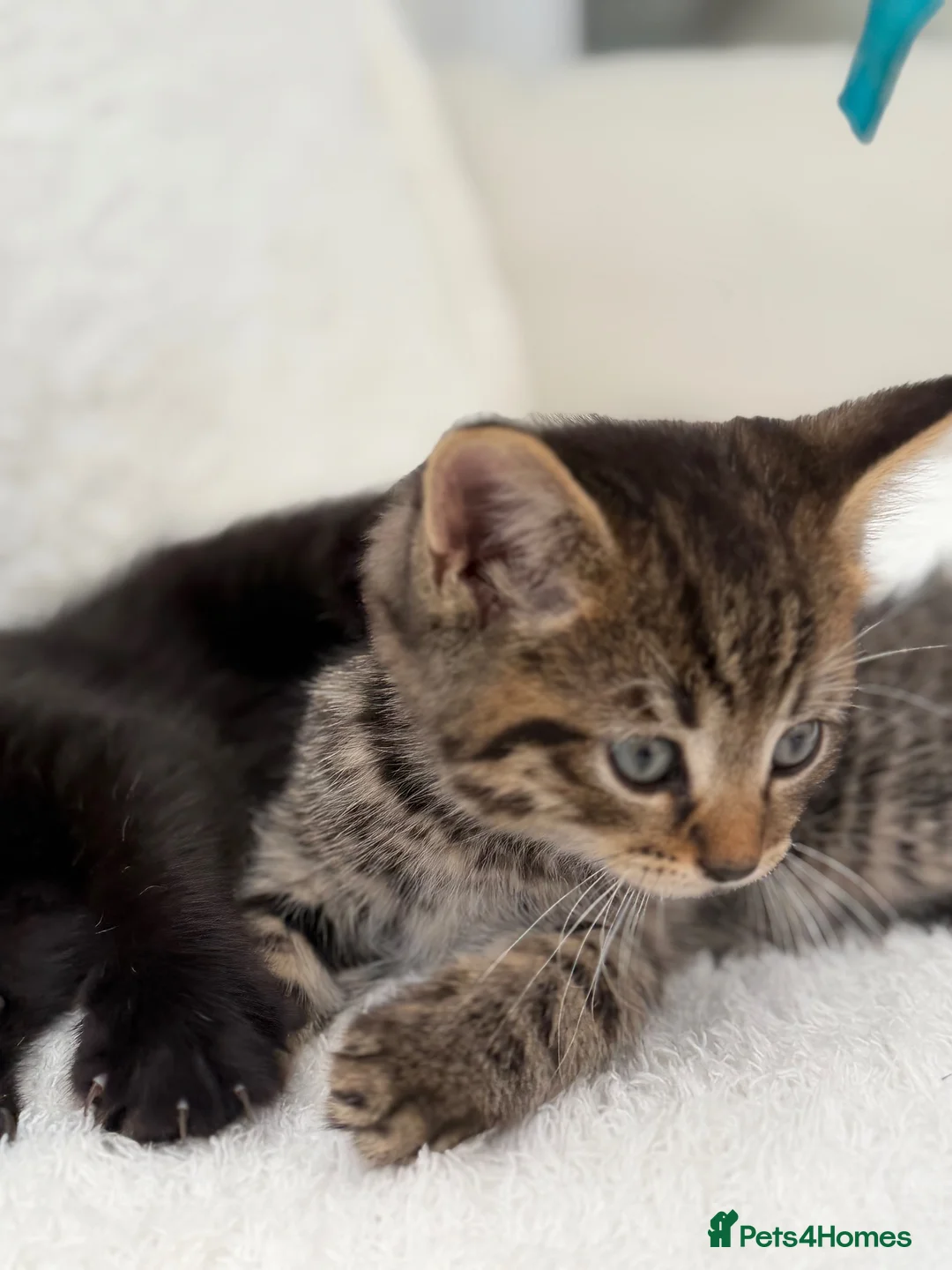 Mixed Breed cats for sale: Tabby male kittens  - Advert 20