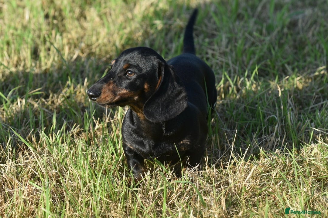 Miniature Dachshund dogs for sale: Mini smooth dachshund one boy available  in Newton Abbot - Image 9