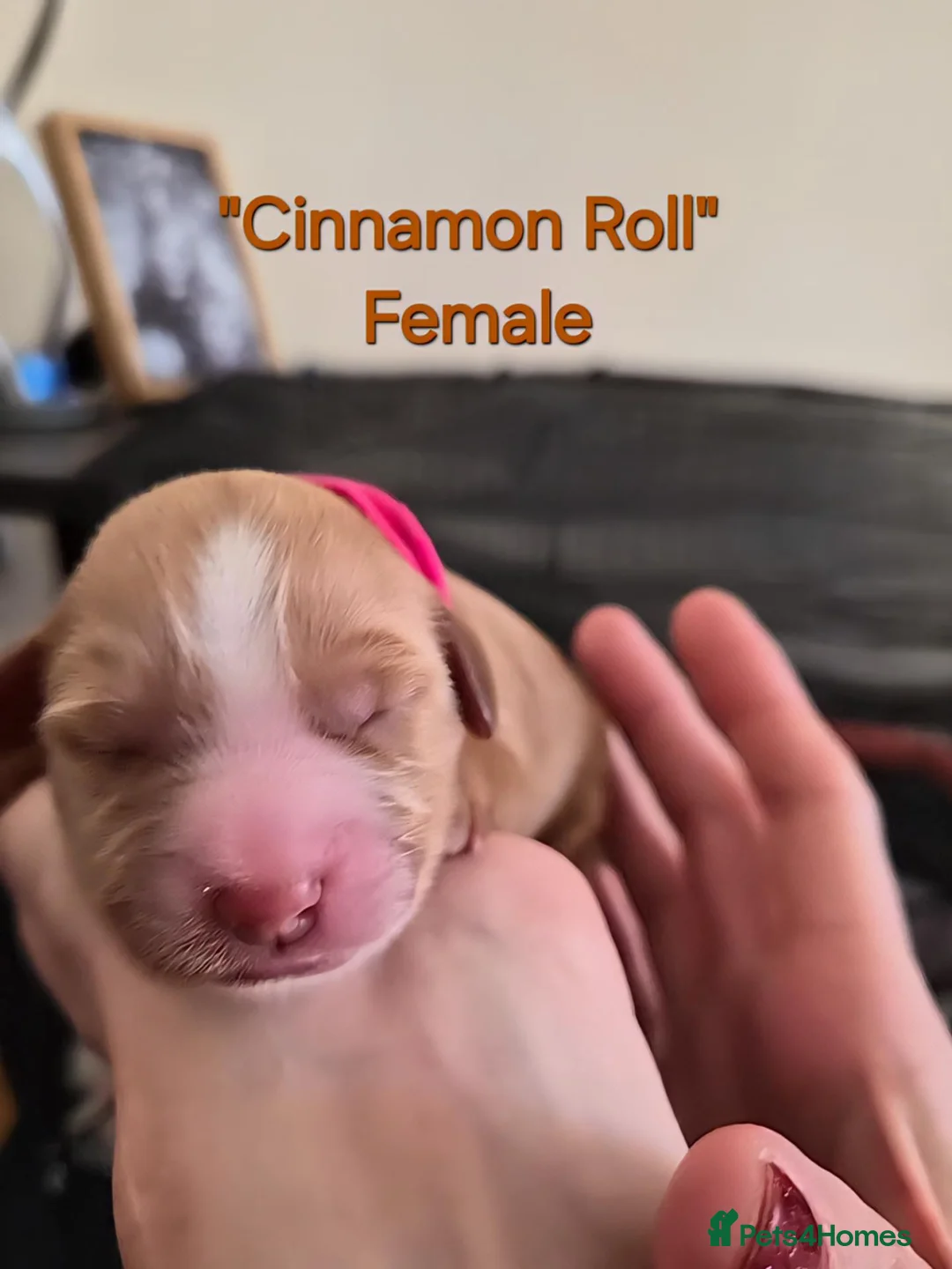 Cockapoo dogs for sale: Red Fox & White Cockapoo puppies   in Aberdeen - Advert 9