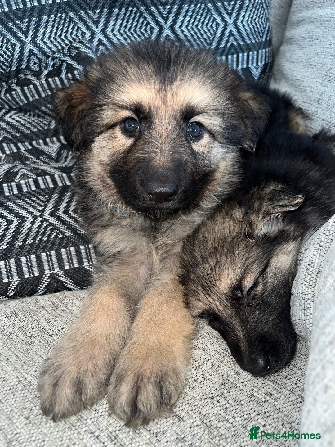 German Shepherd dogs for sale: Ready now 🥰 GSD puppies health tested parents - Image 2