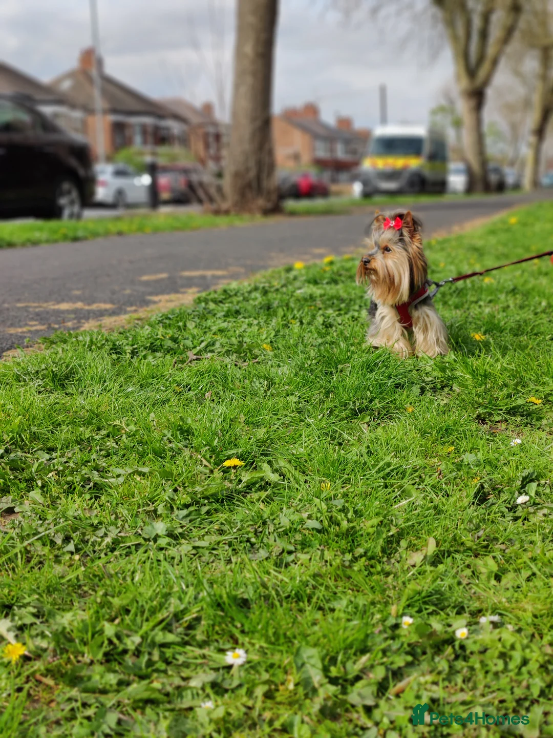 Yorkshire Terrier dogs for stud: Outstanding Yorkshire terrier for STUD only in Hull - Advert 4