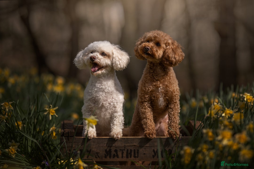 Mixed Breed dogs for sale: Rosie - Poochon sisters for sale - Advert 1