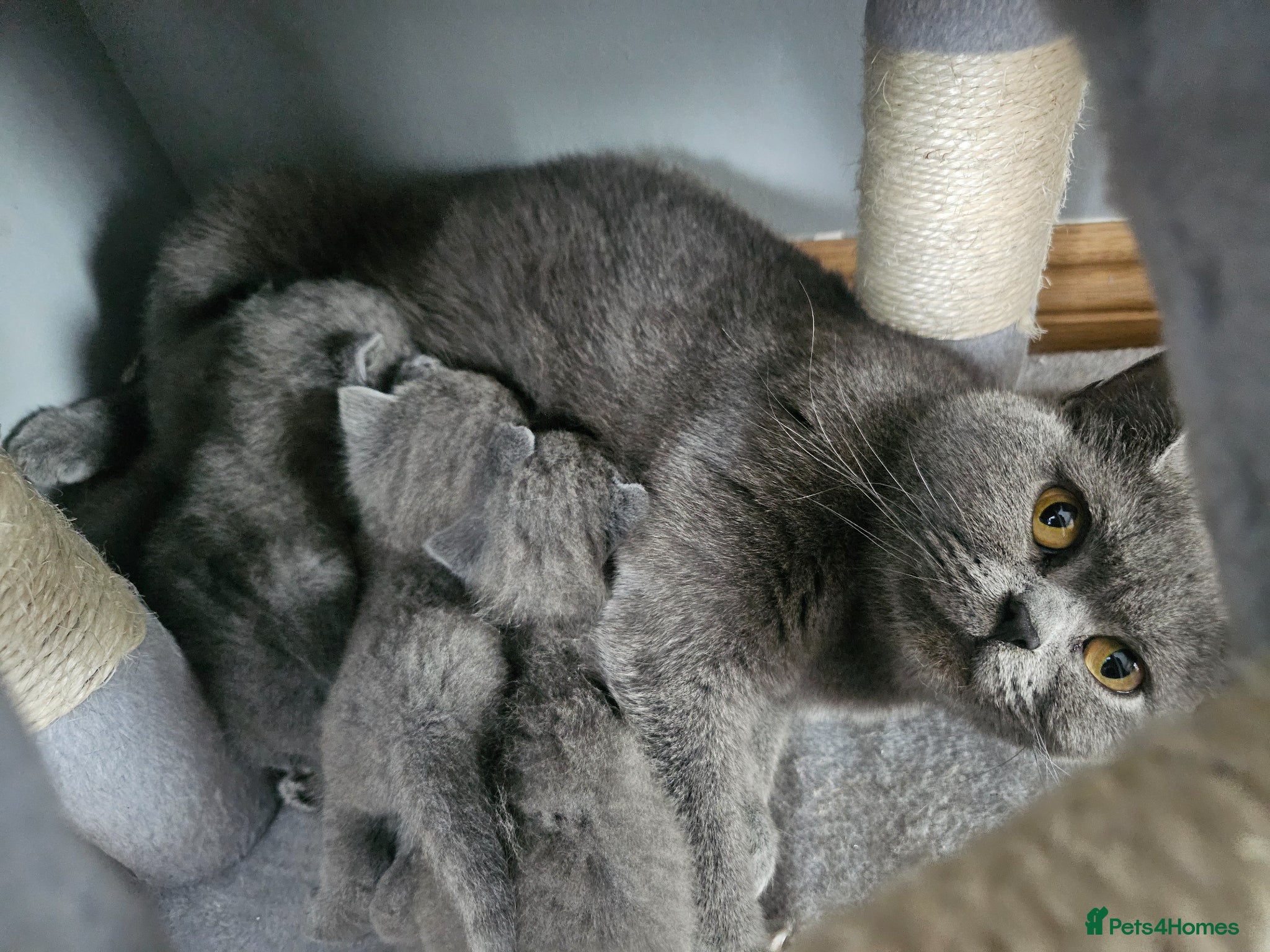 British Shorthair cats for sale: Simba - Advert 1