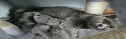 British Shorthair cats for sale: Simba - Advert 1