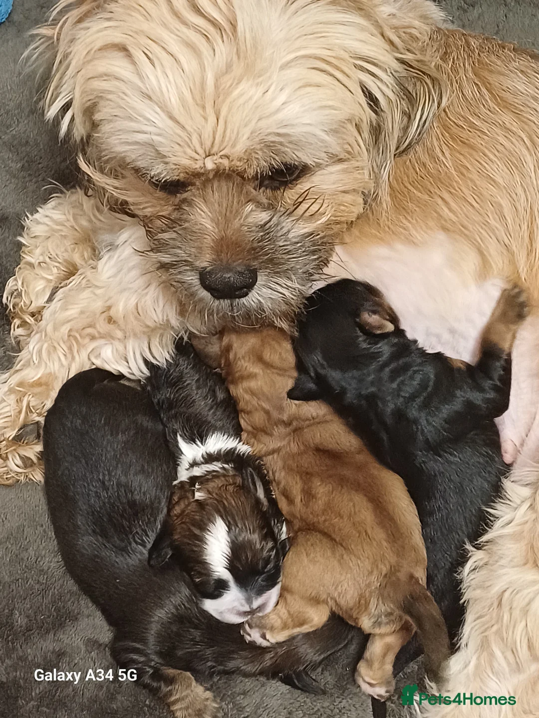 Maltipoo dogs for sale: Maltipoo puppies - Advert 2