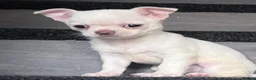 Chihuahua dogs for sale: Amazing puppys in hull - Advert 12