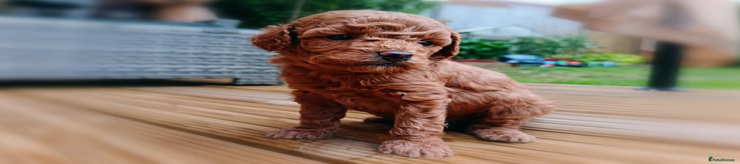 Toy Poodle Puppy 2