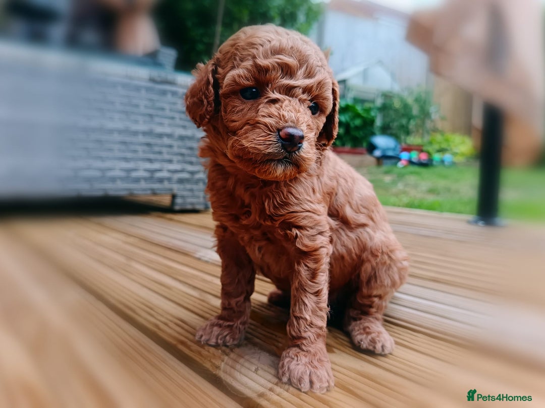 Toy Poodle dogs for sale: Charming Toy Poodle Puppies - Image 15