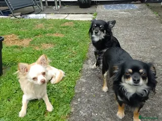 Chihuahua dogs Long haired chihuahuas - Advert 2