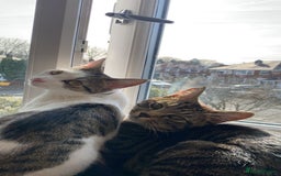 Mixed Breed cats for sale: Adorable mixed breed siblings!🥺 - Advert 7