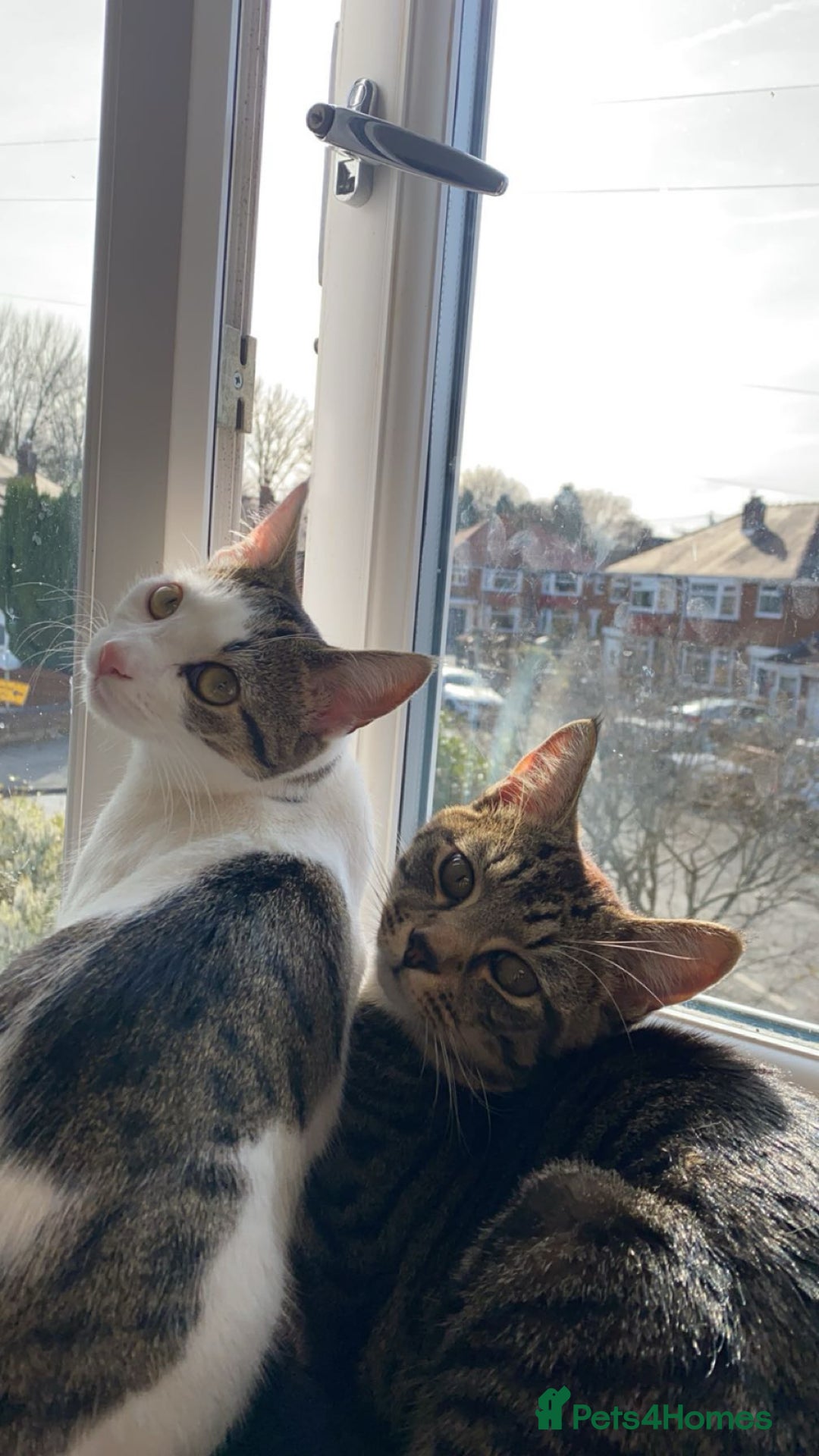 Mixed Breed cats for sale: Adorable mixed breed siblings!🥺 - Advert 7