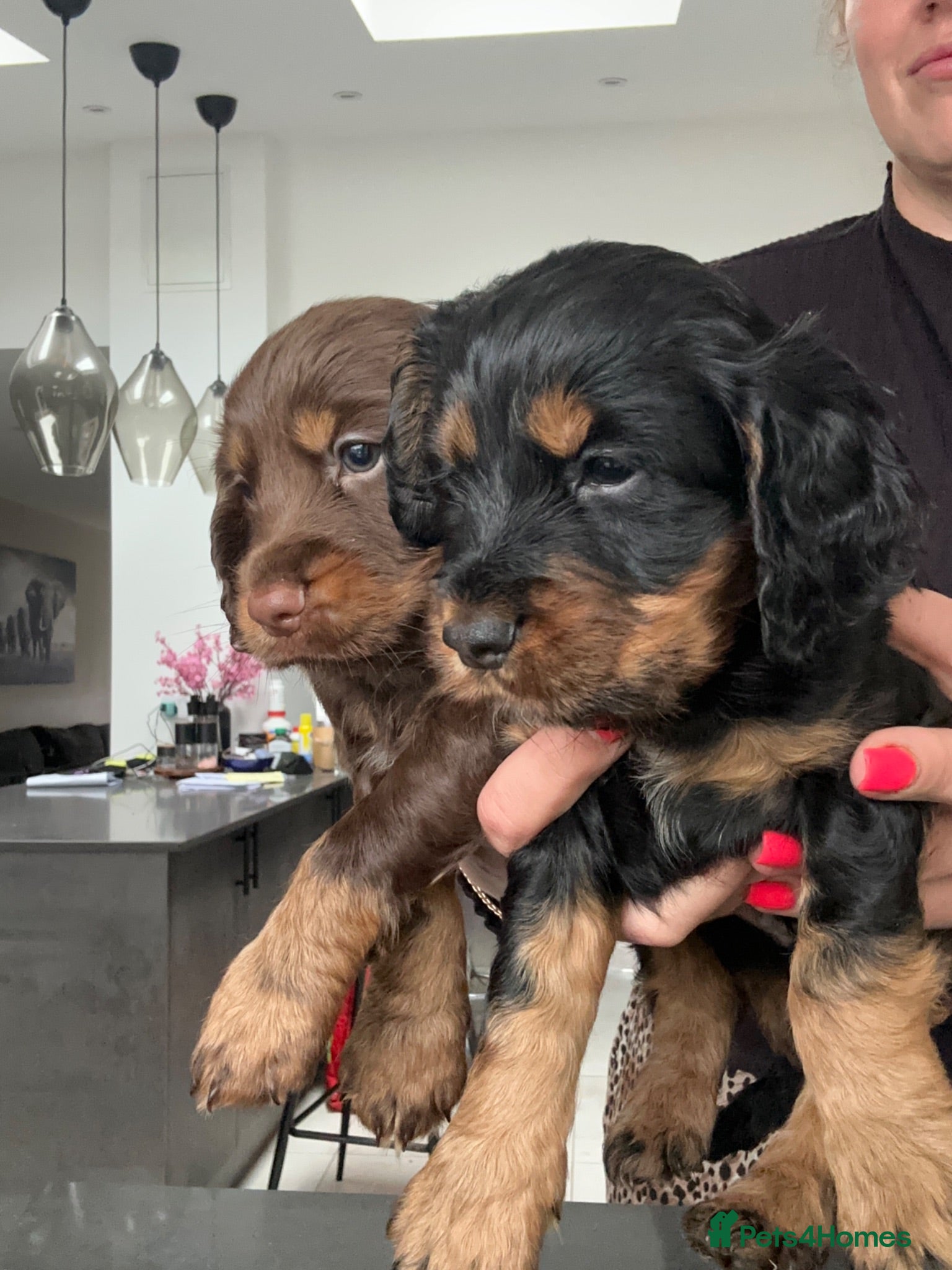 Cocker Spaniel dogs KC Registered Cocker Spaniels–DNA Clear Parents 👑 - Advert 13