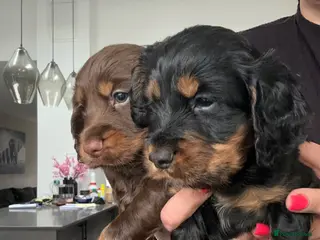 Cocker Spaniel dogs KC Registered Cocker Spaniels–DNA Clear Parents 👑 - Advert 13