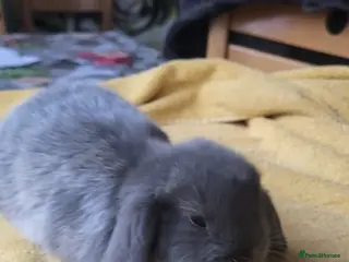 Mini Lop rabbits Beautiful Mini lop looking good a home - Advert 1