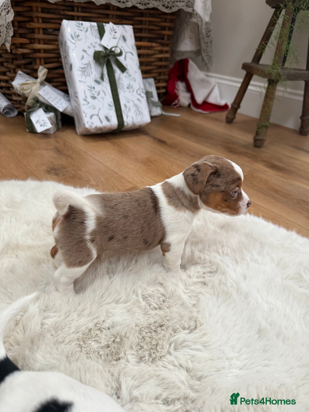 Jack Russell dogs for sale: Very rare merle Jack Russells. Family home raised  - Advert 18