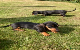 Dachshund dogs for sale: Miniature Sausage Dog Pups READY TO GO Dachshund  - Image 27
