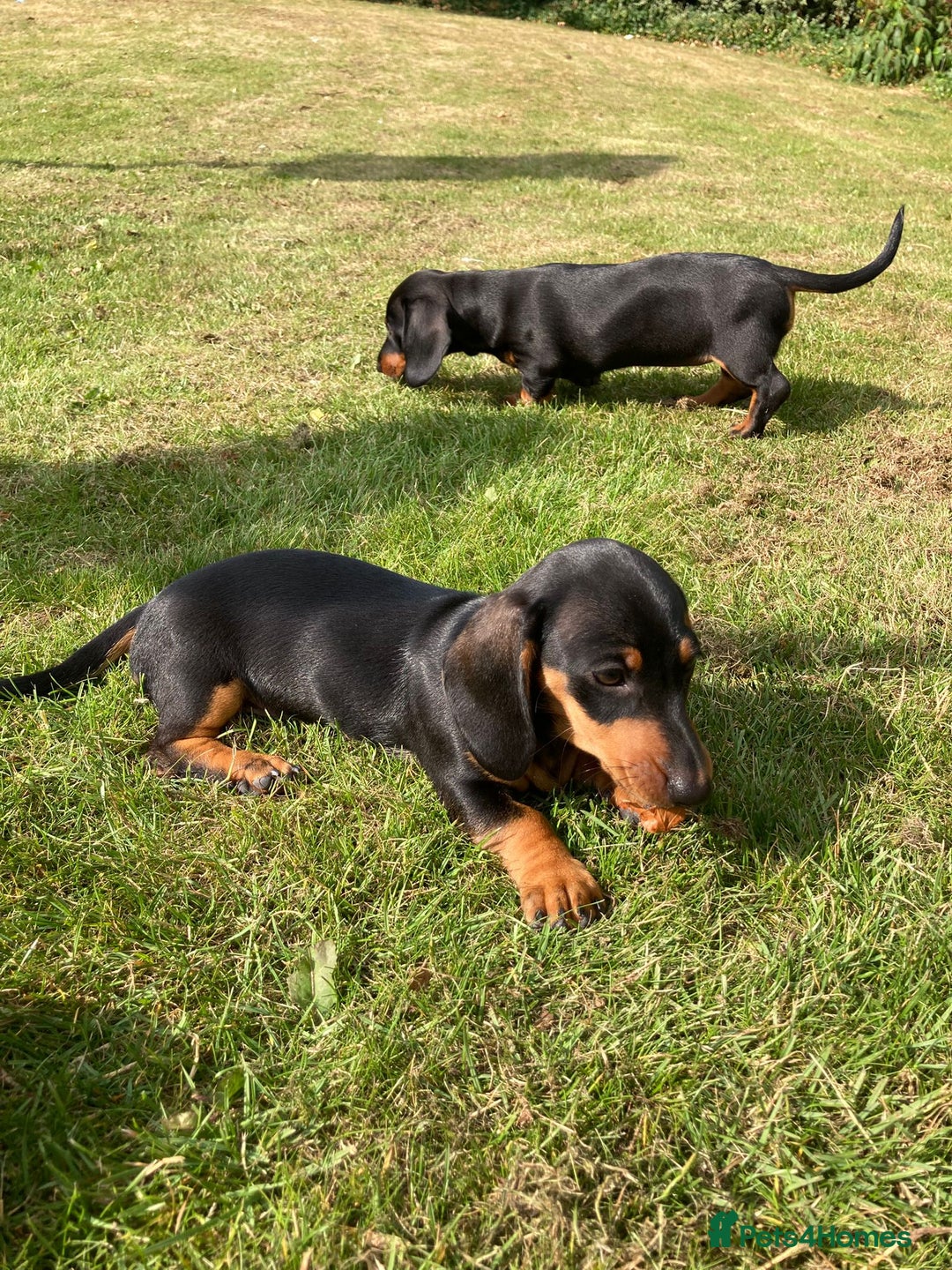 Dachshund dogs for sale: Miniature Sausage Dog Pups READY TO GO Dachshund  - Image 27